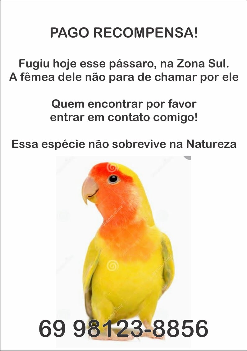 Dono busca por ave da espécie Agapornis que desapareceu de comércio na Zona Sul - News Rondônia