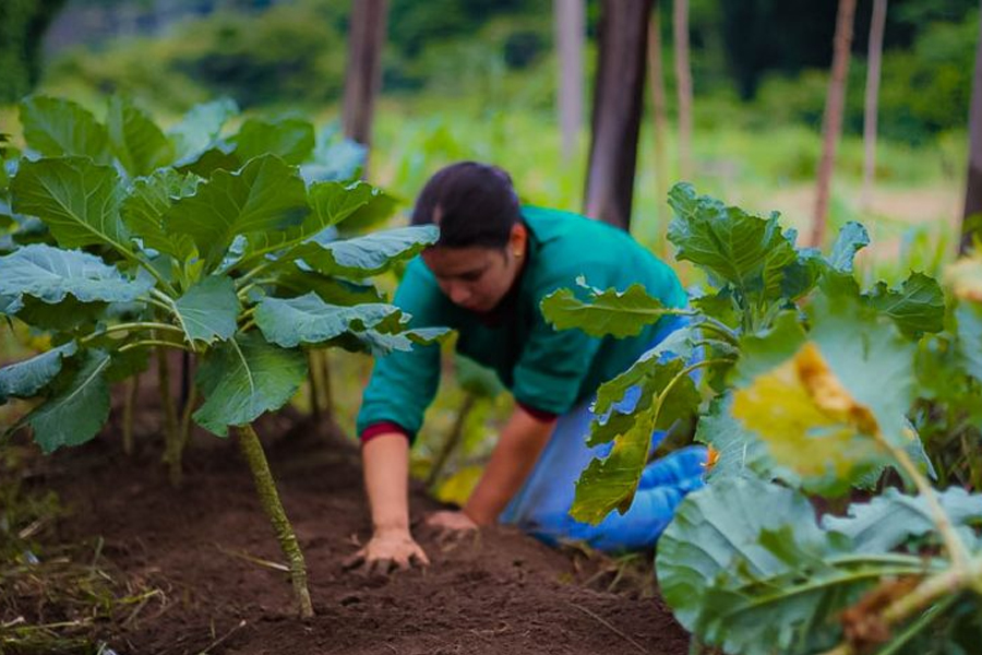 Secretaria de Estado da Agricultura destaca o trabalho da mulher rondoniense no campo - News Rondônia