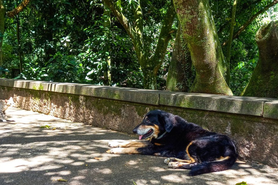 Cães e gatos também são considerados espécies invasoras no Brasil - News Rondônia