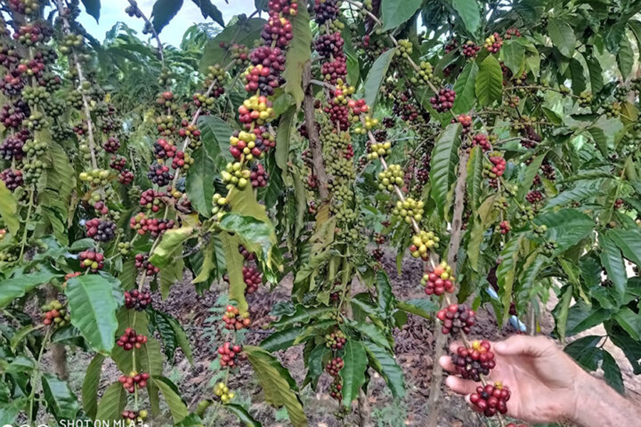 Governo do Estado dá inicio a colheita do Café em Rondônia - News Rondônia