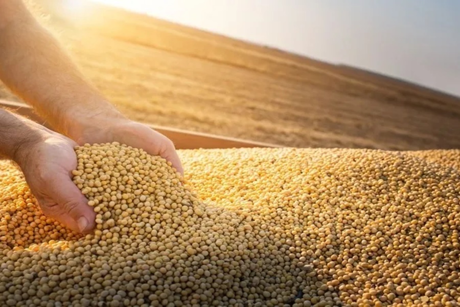 Com boa produtividade, Conab estima safra de grãos 2022/23 em 313,9 milhões de toneladas - News Rondônia