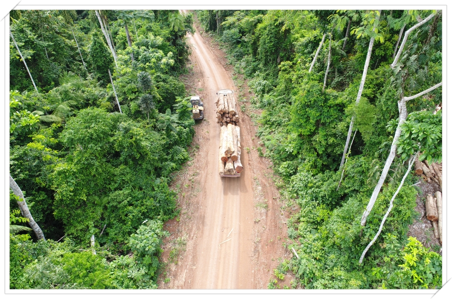 Governantes da Amazônia perdem dinheiro por não investir em manejo florestal, aponta estudo - News Rondônia
