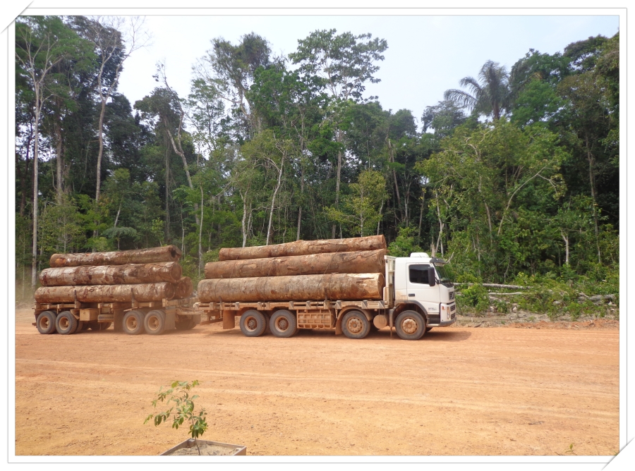 Governantes da Amazônia perdem dinheiro por não investir em manejo florestal, aponta estudo - News Rondônia