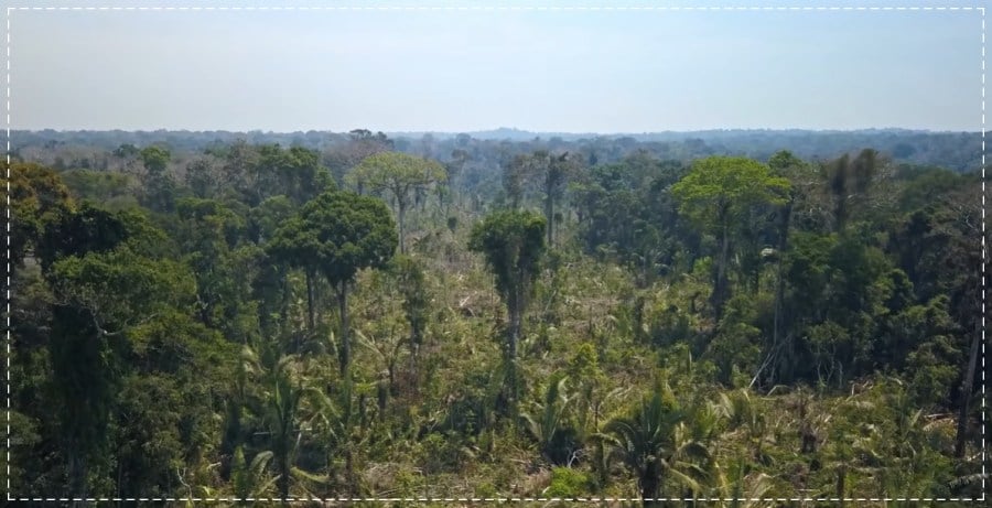 Terra indígena Uru-Eu-Wau-Wau deve fazer parte de um Plano de Proteção; pedido é do MPF e foi cumprido pela Justiça Federal - News Rondônia