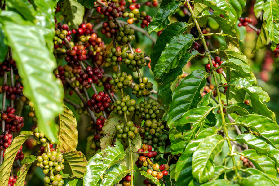 Prefeitura de Porto Velho distribuiu 2,2 milhões de mudas de café aos produtores - News Rondônia