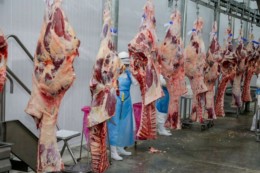 Exportação de carne bovina à Indonésia é destacada pelo governador Marcos Rocha como reflexo das ações realizadas - News Rondônia