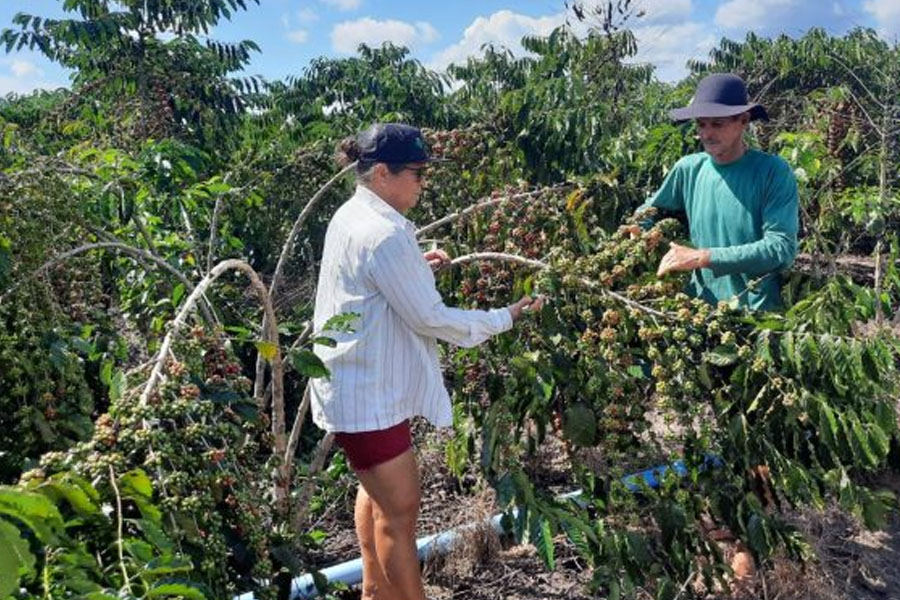 Dia de Campo da Cafeicultura reúne produtores rurais nesta quinta-feira em Cacoal - News Rondônia