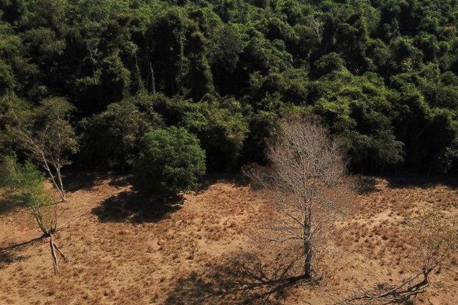 Combate ao desmatamento é prioridade para mitigar mudanças climáticas - News Rondônia