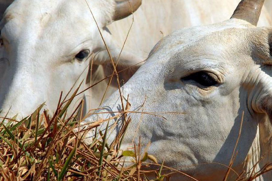 Abate de bovinos tem alta de 11,2% no terceiro trimestre - News Rondônia