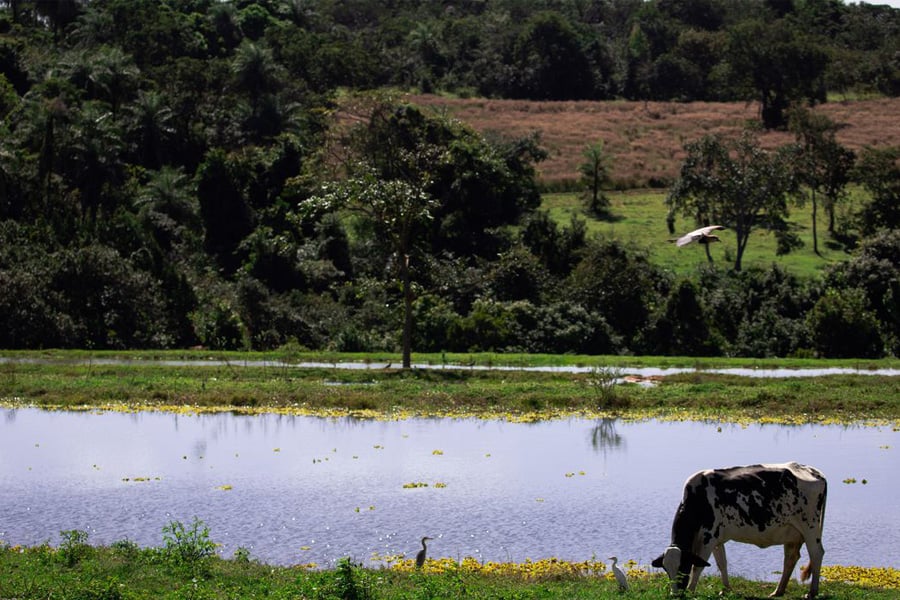 Valor da Produção Agropecuária deve chegar a R$ 1,227 trilhão este ano - News Rondônia