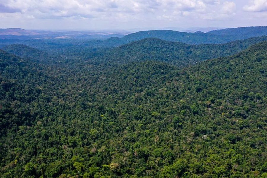 Multas por desmatamento na Amazônia aumentam 219% no 1º trimestre - News Rondônia