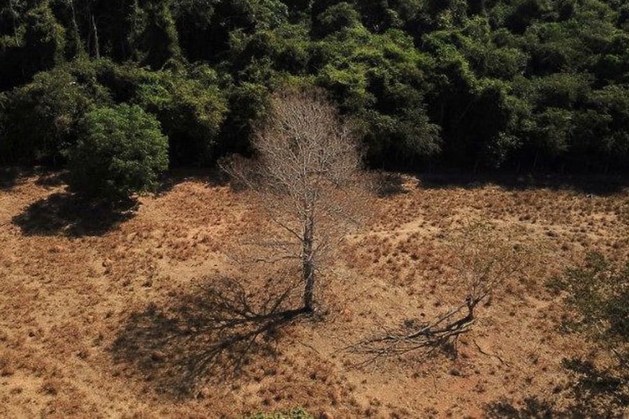 Desmatamento na Amazônia cai 36% no primeiro quadrimestre - News Rondônia