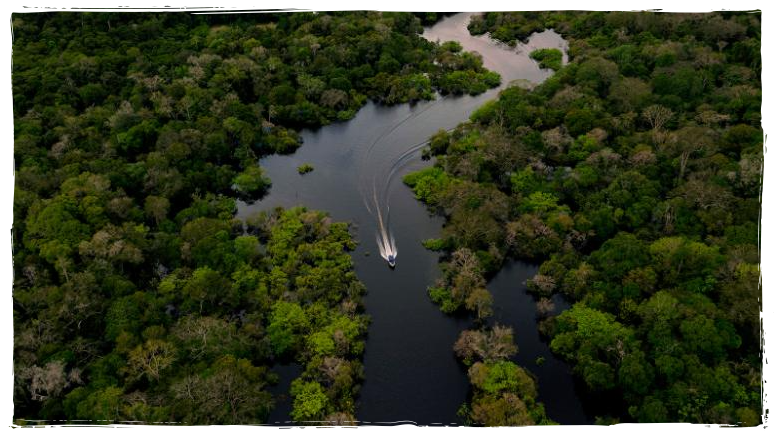 Savana gramada: cenário começa a ser presente na Amazônia; Processo é irreversível, diz pesquisa - News Rondônia