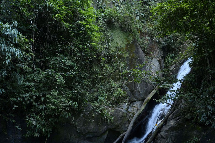 Prospecção contribui para aumento de trilhas na Mata Atlântica - News Rondônia