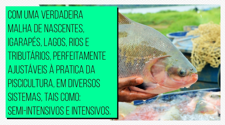 A piscicultura de Rondônia: surgimento... crescimento... decadência - por Antônio Almeida - News Rondônia
