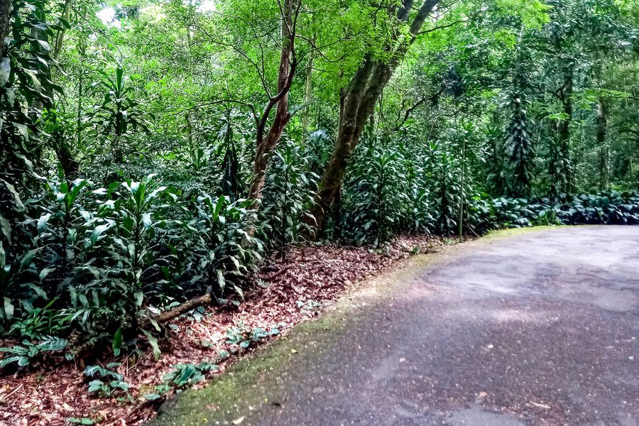 Mais de 200 plantas invasoras ameaçam vegetação nativa do país - News Rondônia