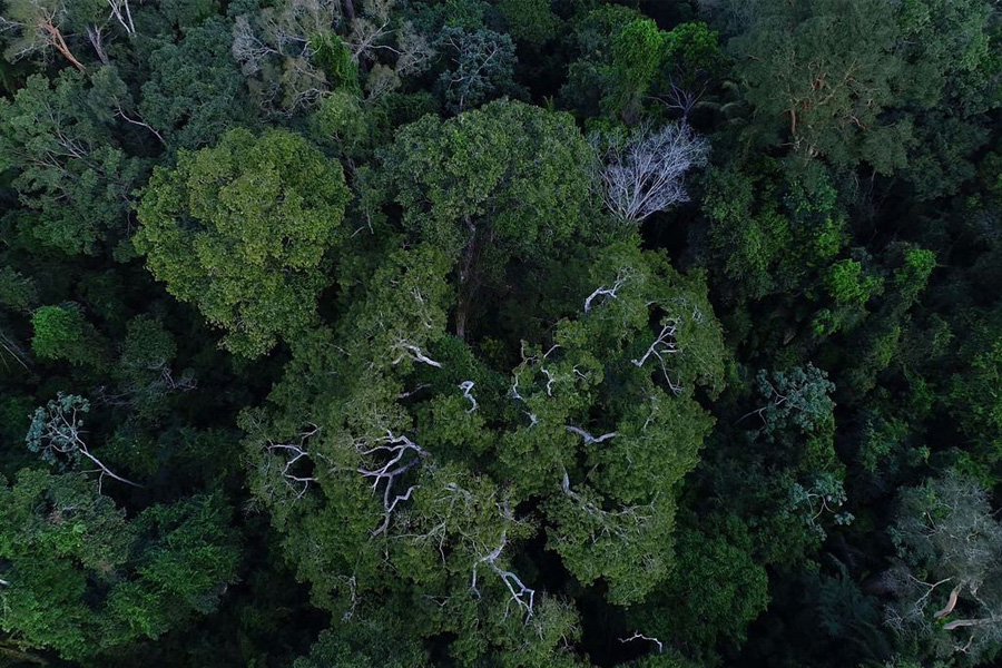 Acordo prevê remuneração para conservação de florestas - News Rondônia