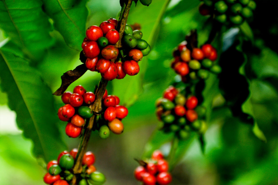 Início da colheita do café em Rondônia acontecerá nesta sexta-feira, em Alta Floresta dOeste - News Rondônia