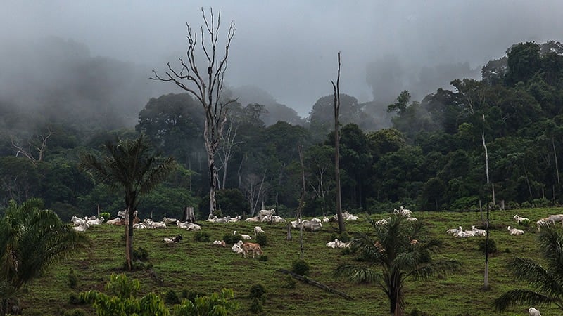 Índice do desmatamento aponta aumento apenas no Amazonas - News Rondônia
